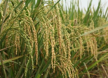 Rice Output Estimated at 2.2m Tons