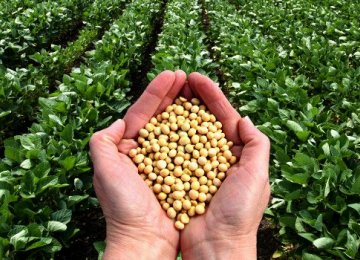 GTC Steps Up Oilseed Purchases