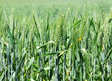 A record high of 14 million tons of wheat were domestically  produced this year.