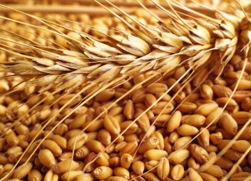 Iran to Export 3m Tons  of Wheat
