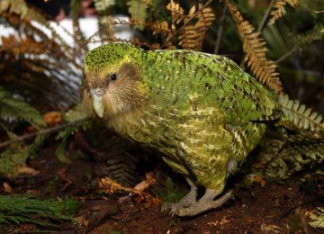 More Birds at Risk of Extinction