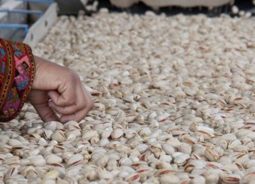 Rise in Iran&#039;s Pistachio Exports