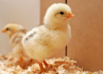 Rise in Day-Old Chicken Exports