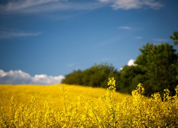 Oilseed Output to Reach 450 KT by Yearend