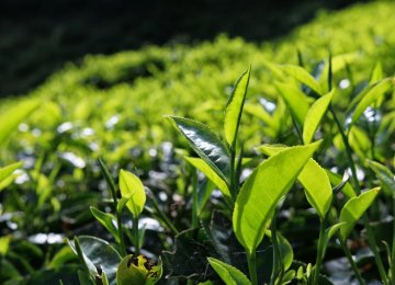  Iran&#039;s Tea Production Up 60%