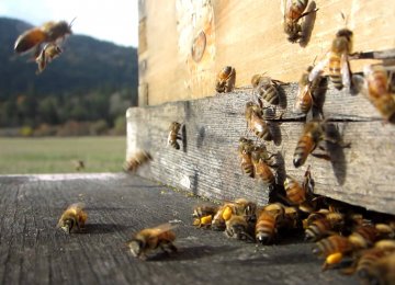 Iran, UNIDO Sign MoU on Beekeeping 