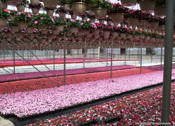 Flower Market: Not As Rosy As Can Be