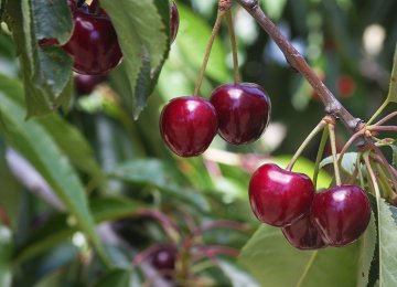 Iran 3rd Largest Global Cherry Producer 
