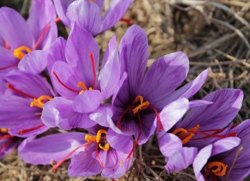 China Raises Tariff on Iran Saffron