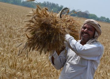 Gov’t Wheat Purchases Up 18%