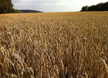 Wheat Production  at 13.4m Tons