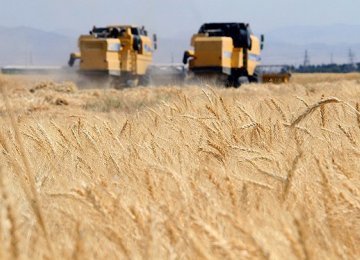 Gov’t Wheat Purchase Tops 7m Tons 