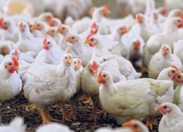 24K Tons of Chicken to Be Exported to Iraq