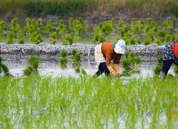 Mazandaran to Meet 50% of Domestic Rice Demand