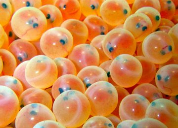 Eyed Trout Egg Imports Diversified