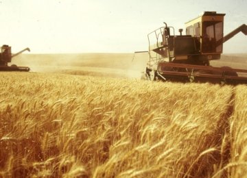 Gov’t Wheat Purchases Near 11m Tons