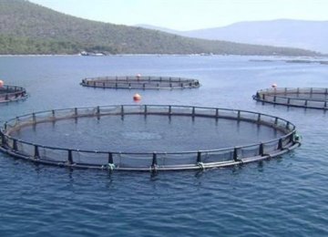 Cage Fish Farming Reaches 20kT