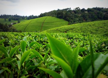 37% Rise in Tea Production 