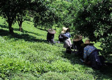 Domestic Farmers Sell 80,000 Tons of Tea