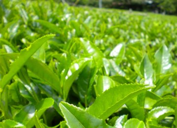 Gov’t Tea Purchase Up 43%