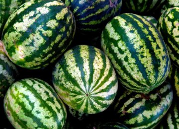 Watermelon Cultivation to Continue