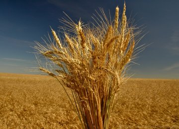 Gov&#039;t Wheat Purchase From Local Farmers Exceed 6m Tons