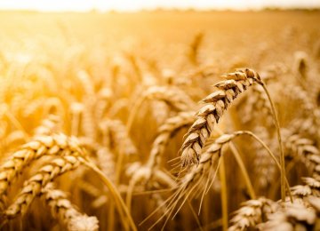 Gov’t Wheat Purchase Reaches 5.6m Tons