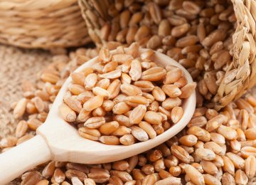 Wheat Production, Gov’t Purchases at Record High
