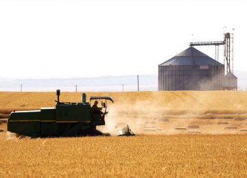 Government Wheat Purchases Reach 7.8m Tons 