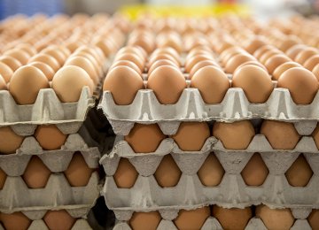 Egg Exports Stop