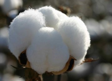 Currently more than 90% of Iran’s need for cotton is imported from Uzbekistan.