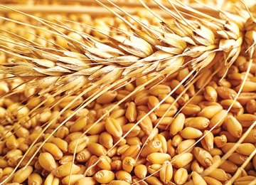 Gov’t Eyes Wheat Exports