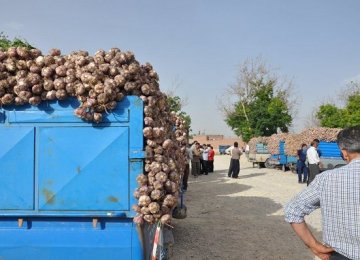 E. Azarbaijan a Garlic Production Hub 