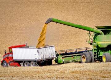 Wheat  Self-Sufficiency