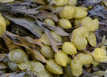 Iranians Purify Wastewater Using Seaweed 