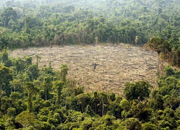 Deforestation Surges in Brazil