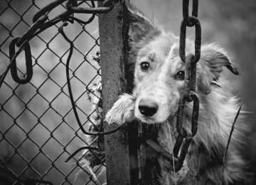  Online Campaign Demands Criminalizing Animal Abuse