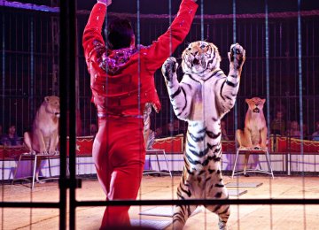 No More Circus Animals!