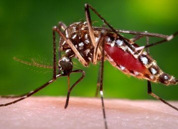 CDC Issues Zika Travel Warning in Florida