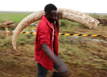 Kenya Committed to Saving Elephants 