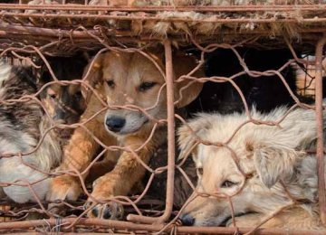 Petition Against Chinese Dog Meat Festival