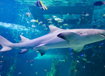 WWF Buys Shark License, Scraps It