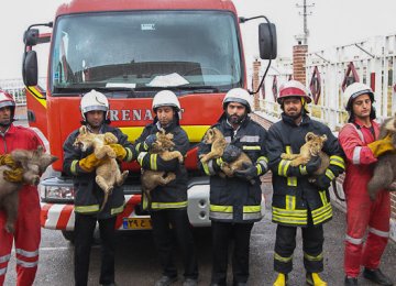 Animal Rescue Training for Tehran Firefighters