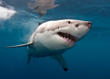 Great White Shark in S. Africa Nears Extinction