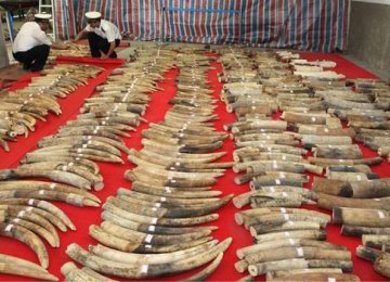 Cambodia Seizes 600 Kg of Ivory