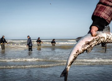 Training of Fishers Key to Caspian Conservation 