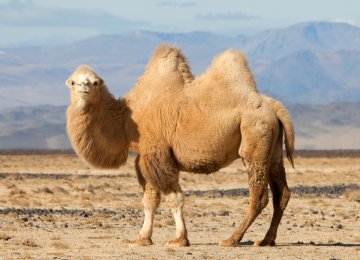 Bactrian Camels on the Brink 