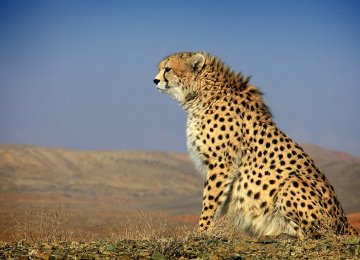 The Asiatic cheetah is found mainly in the country’s central desert.