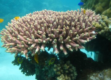 Hendurabi Corals to Be Relocated for Tourism Projects