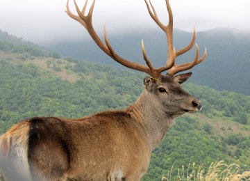 Red Deer’s Chances of Survival Improve